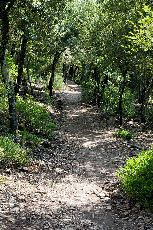Het wandelpad door het bos van Binifaldó naar Lluc