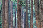 Het bos op de Upper Pines campground in Yosemite Valley