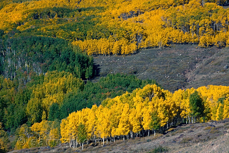 Aspen in herfstkleuren in Dixie National Forest langs highway 12 in Amerika