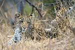 Twee luipaarden verscholen achter takken in Kruger National Park