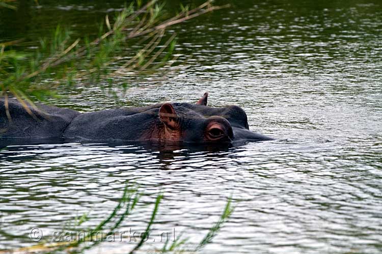 Een zwemmend nijlpaard in een van de vele meertjes in Kruger National Park