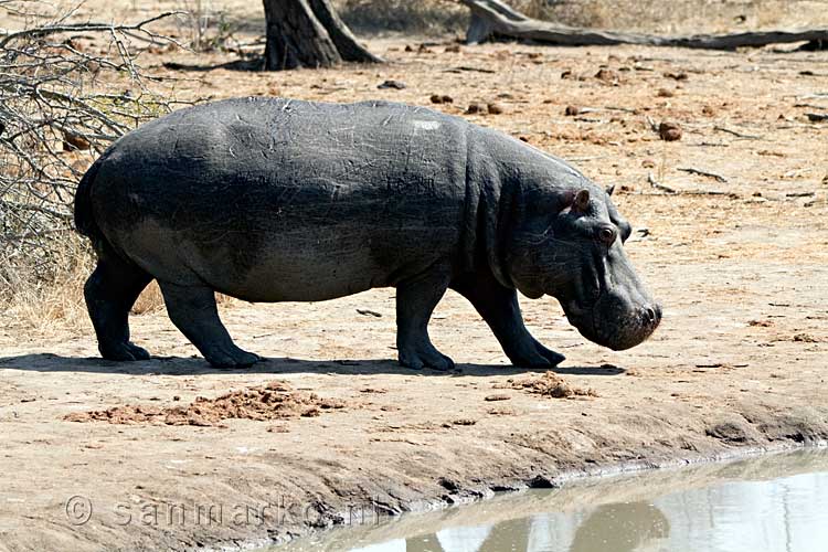 Er komt een nijlpaard naar het meertje bij Gomo Gomo gelopen