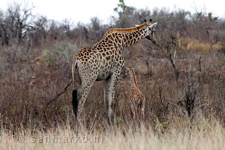 Een giraffe met netgeboren jong tijdens onze rondrit bij Skukuza