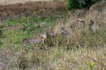 Al snel zien we Burchell's zebra's grazen langs het wandelpad in Mlilwane Wildlife Sanctuary
