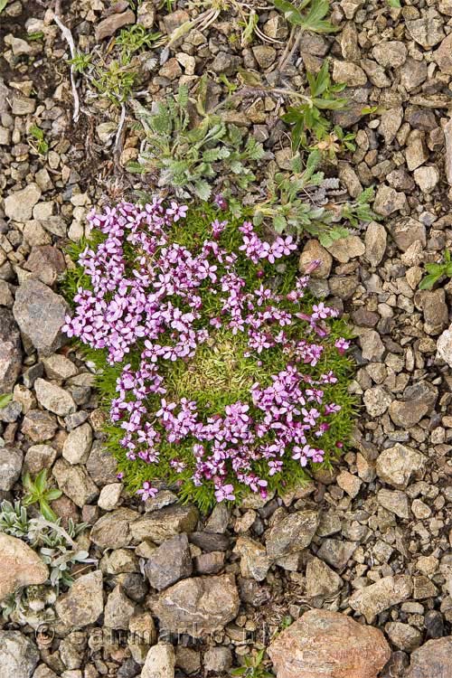 Bloemetjes op Flat Top