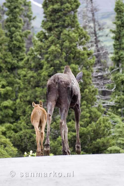 Een eland en haar jong in Anchorage