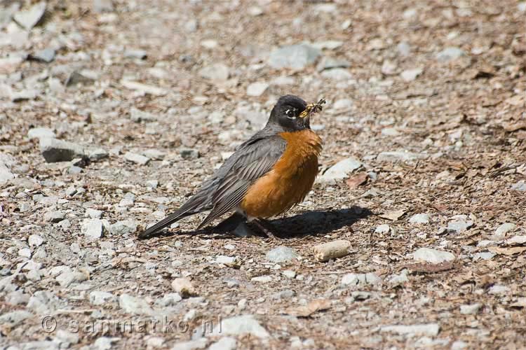 Roodborstlijster (American Robin)