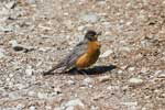 Roodborstlijster (American Robin)