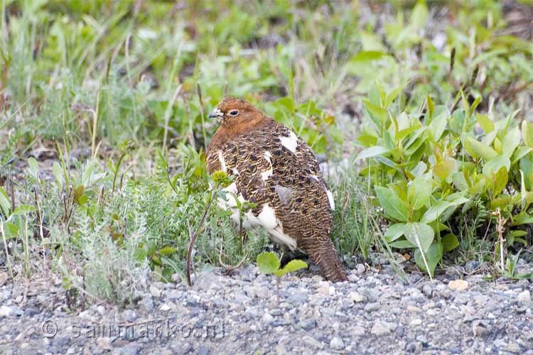 Moerassneeuwhoen (Willow Ptarmigan) in Alaska