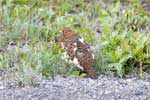 Moerassneeuwhoen (Willow Ptarmigan) in Alaska