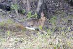 Snowshoe hare (sneeuwschoen haas) in Alaska