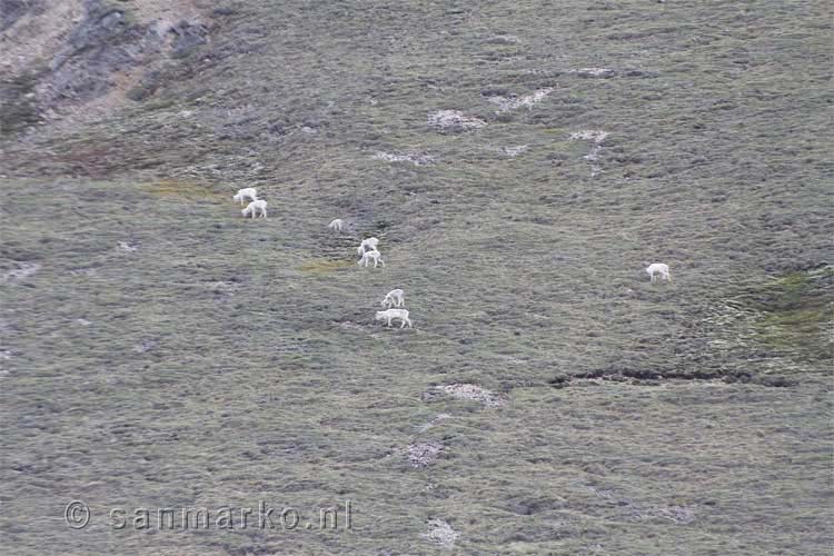 Dall schapen in Denali