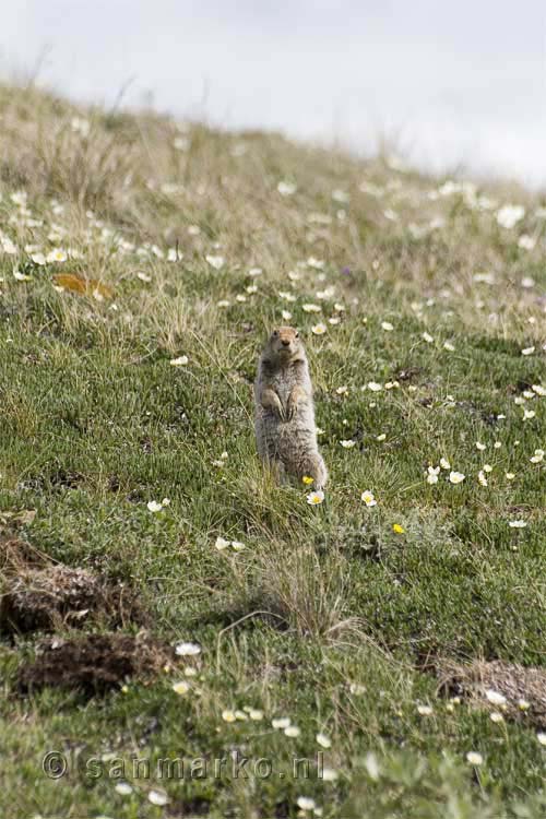 Een marmot poseert voor de bus