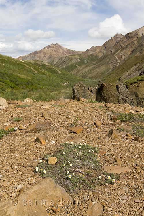 Het uitzicht in Denali National Park in Alaska