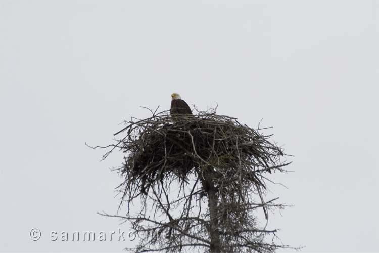 Een bald eagle in haar nest bij Homer