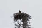 Een bald eagle in haar nest bij Homer