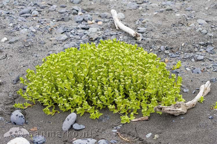 Vreemde planten op het strand in Alaska