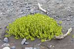 Vreemde planten op het strand in Alaska