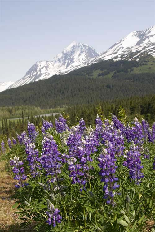 Lupines voor Paradise Peak bij Seward in Alaska