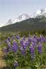 Lupines voor Paradise Peak bij Seward in Alaska