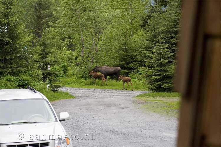 Een eland met haar kalfjes in Seward in Alaska