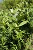 Nieswortel (Veratrum viride) in Alaska