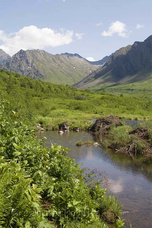 Een van de vele beverdammen bij Hatcher Pass