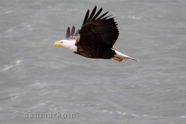 Een Bald Eagle bij Homer in Alaska in volle vlucht