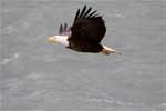 Een Bald Eagle bij Homer in Alaska in volle vlucht