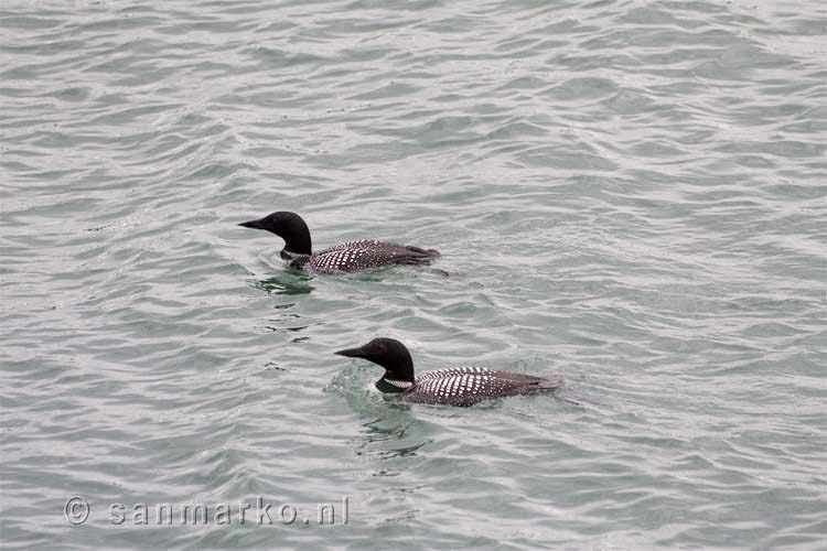 Duikers (Gavia immer) in Alaska