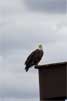 Een rustende Bald Eagle (Haliaeetus leucocephalus) bij Homer in Alaska