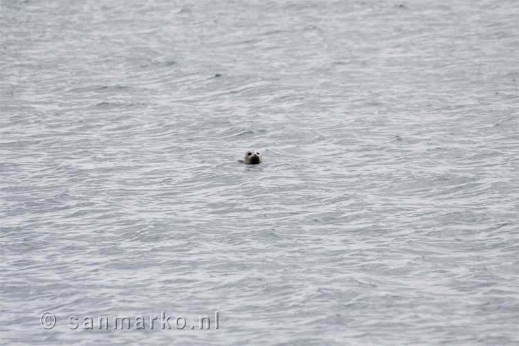 Een zeehond bij Homer in Alaska