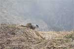 Een marmot bij de Exit Glacier in Alaska