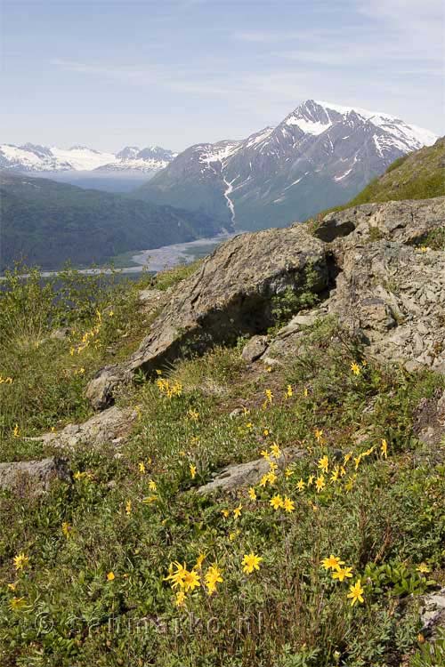 Bloemen en een uitzicht bij Thompson Pass in Alaska