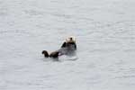 Een van de vele zeeotters in Prince William Sound in Alaska