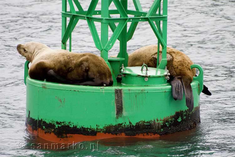 Zeeleeuwen op een boei in Prince William Sound in Alaska