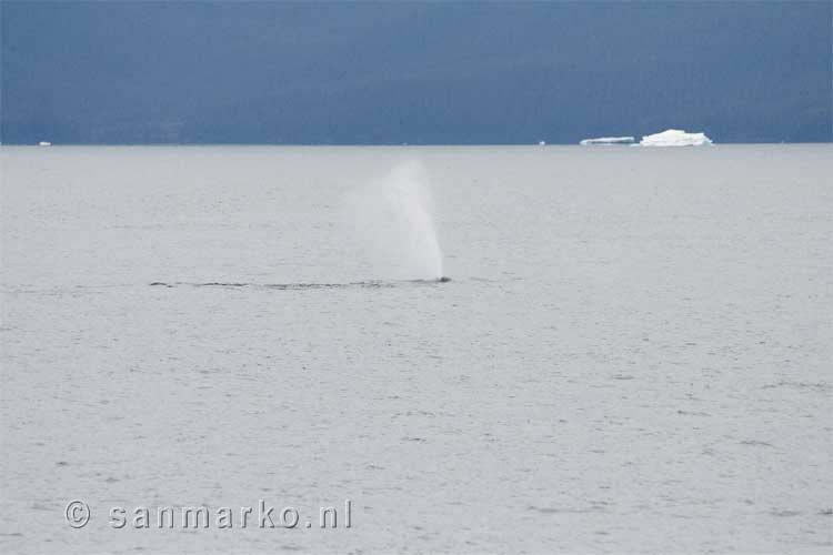 De pluim van een Bultrug walvis in Prince William Sound in Alaska