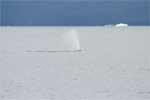 De pluim van een Bultrug walvis in Prince William Sound in Alaska