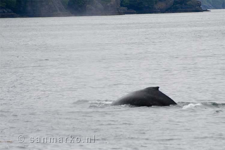De rug van een bultrug walvis in Prince William Sound in Alaska