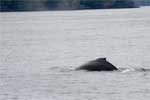 De rug van een bultrug walvis in Prince William Sound in Alaska