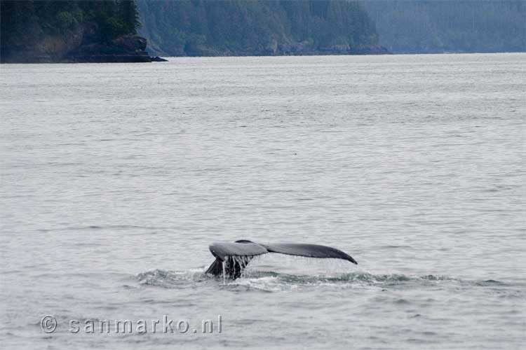 De staart van een bultrug walvis in Prince William Sound in Alaska