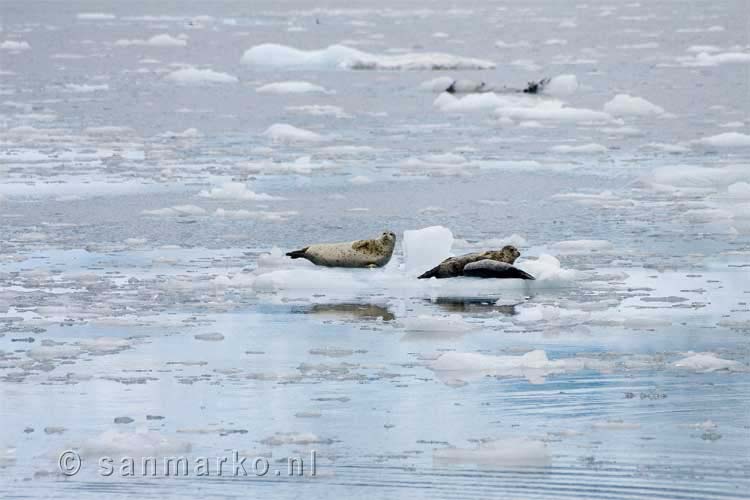 De zeehonden rusten even uit op ijsbergen in Alaska