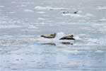 De zeehonden rusten even uit op ijsbergen in Alaska
