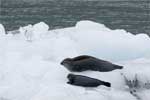 Zeehonden en meeuwen in Alaska