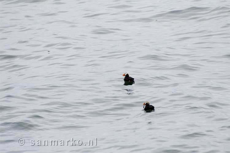 Papegaaiduikers (Fratercula cirrhata, tufted puffin) in Alaska