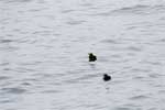 Papegaaiduikers (Fratercula cirrhata, tufted puffin) in Alaska