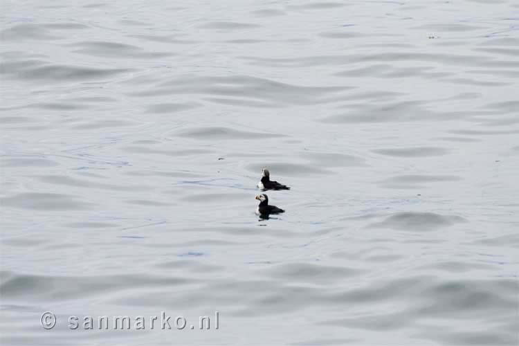 Papegaaiduikers (Fratercula corniculata, horned puffin) in Alaska