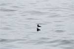 Papegaaiduikers (Fratercula corniculata, horned puffin) in Alaska