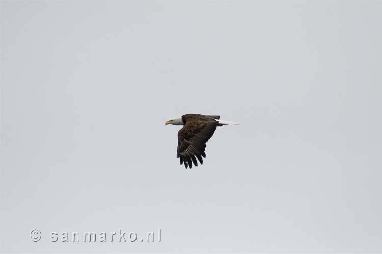 Amerikaanse zeearend (Haliaeetus leucocephalus, bald eagle) in Alaska