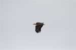 Amerikaanse zeearend (Haliaeetus leucocephalus, bald eagle) in Alaska